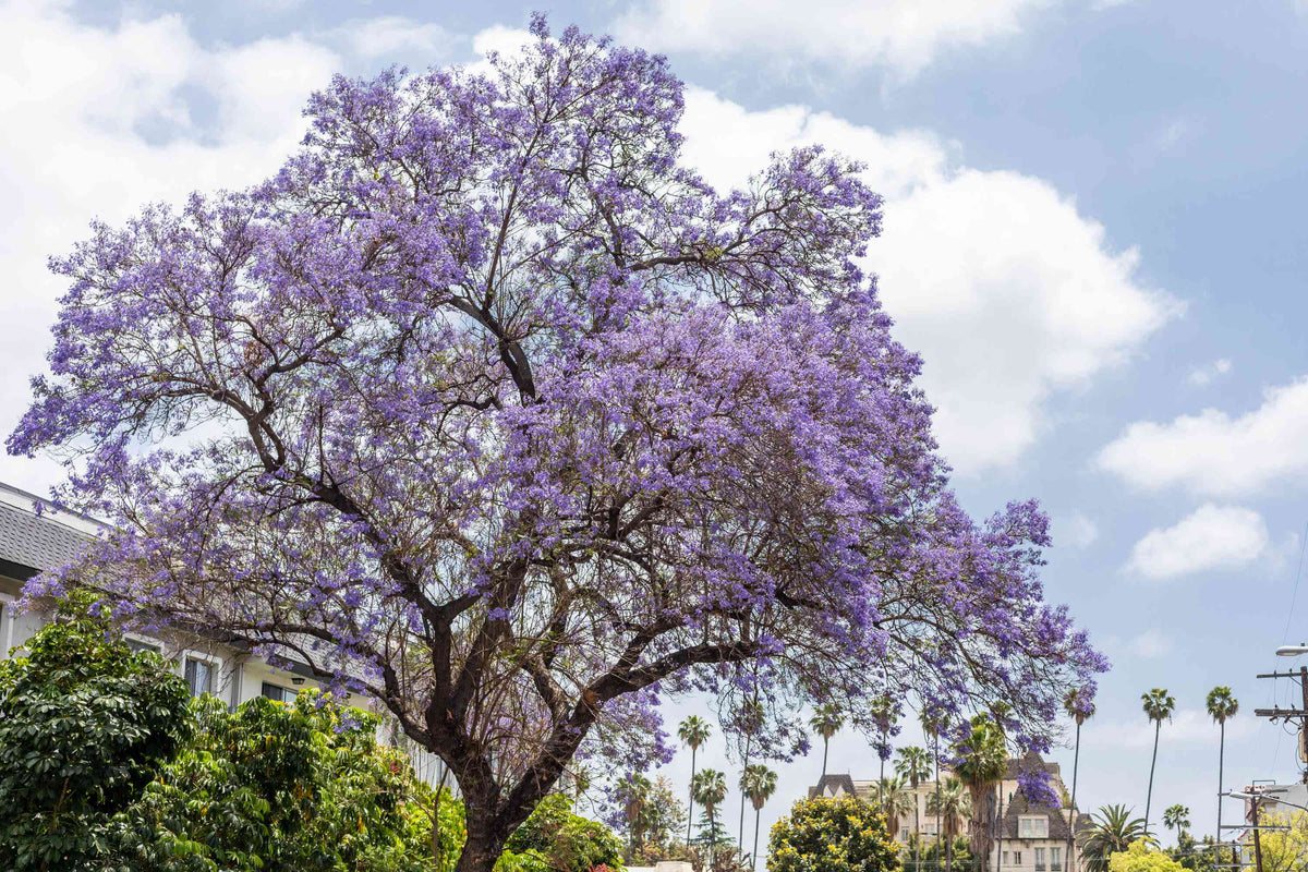 Jacaranda