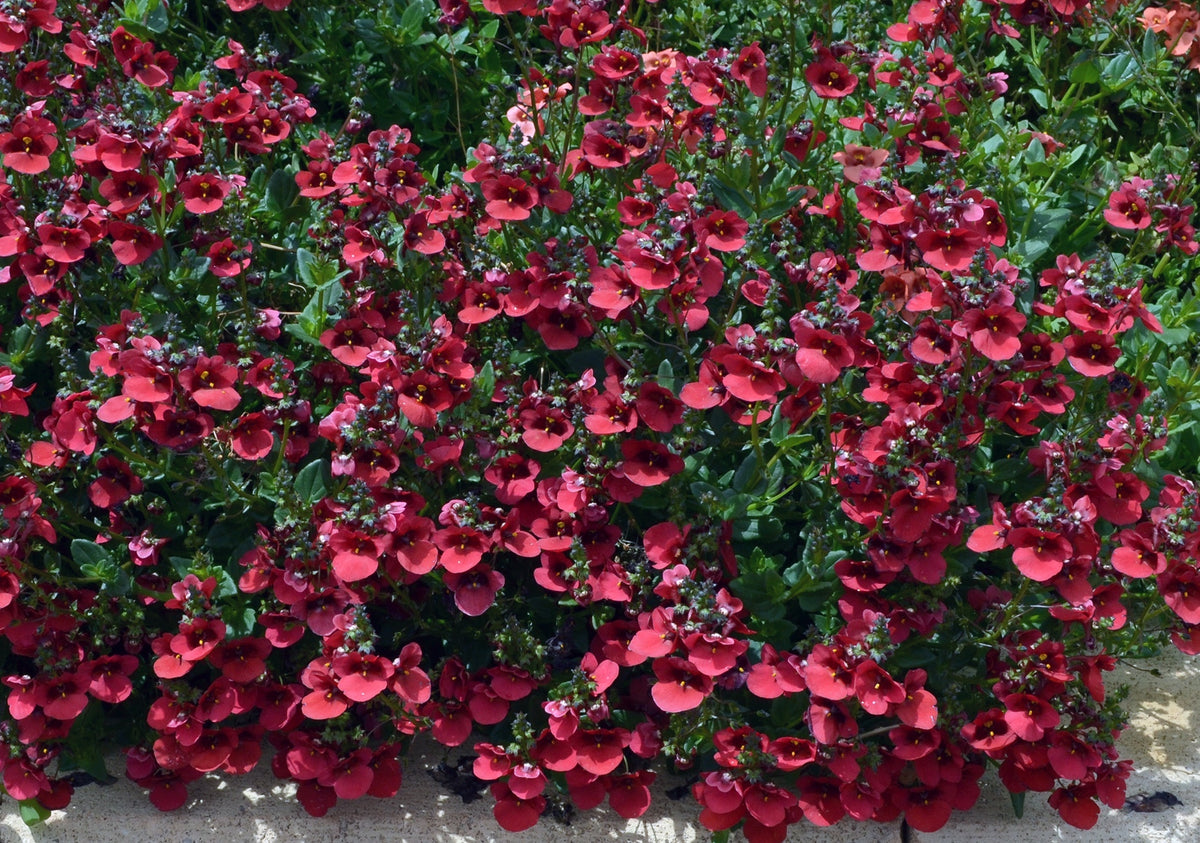 Diascia Piccadilly Dark Red/4 in