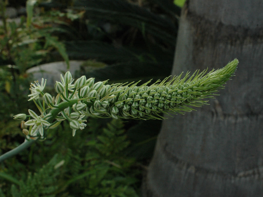 Albuca/Pregnant Onion