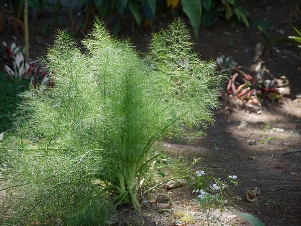 Anethum graveolens Dill