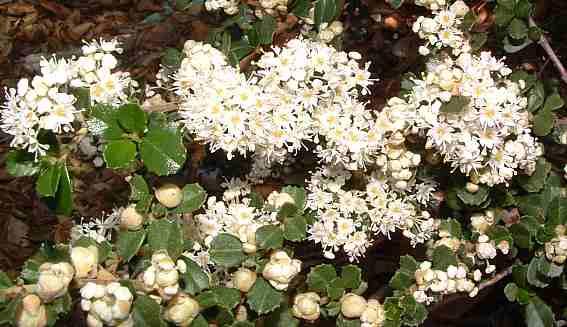 ceanothus snowball