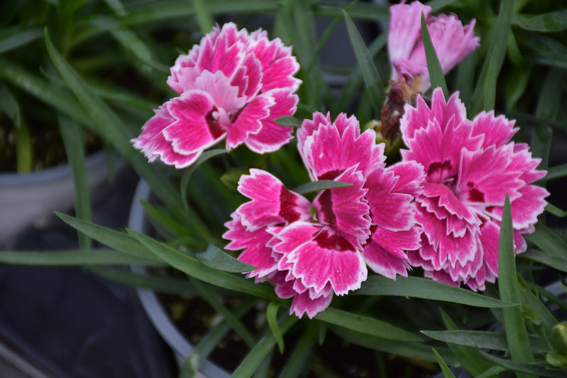 Dianthus Sunflor
