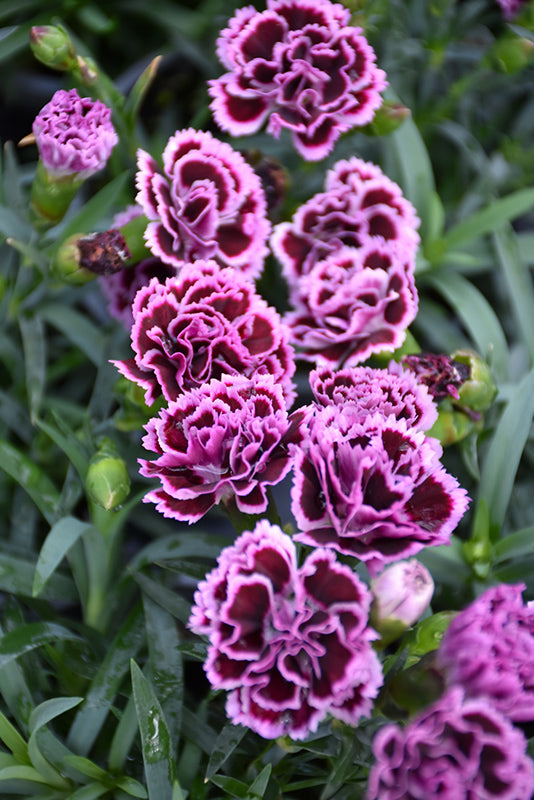 Dianthus Sunflor