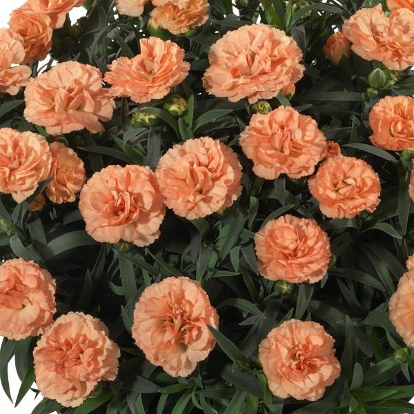 Dianthus Sunflor