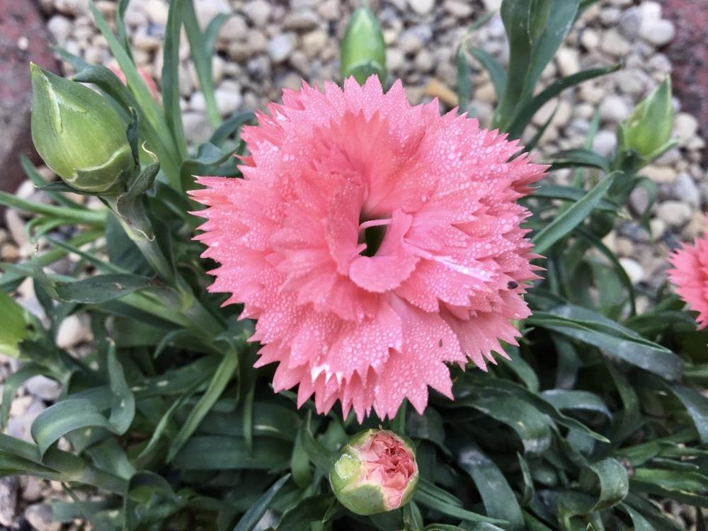 Dianthus Sunflor