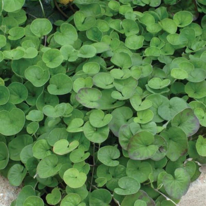 Dichondra