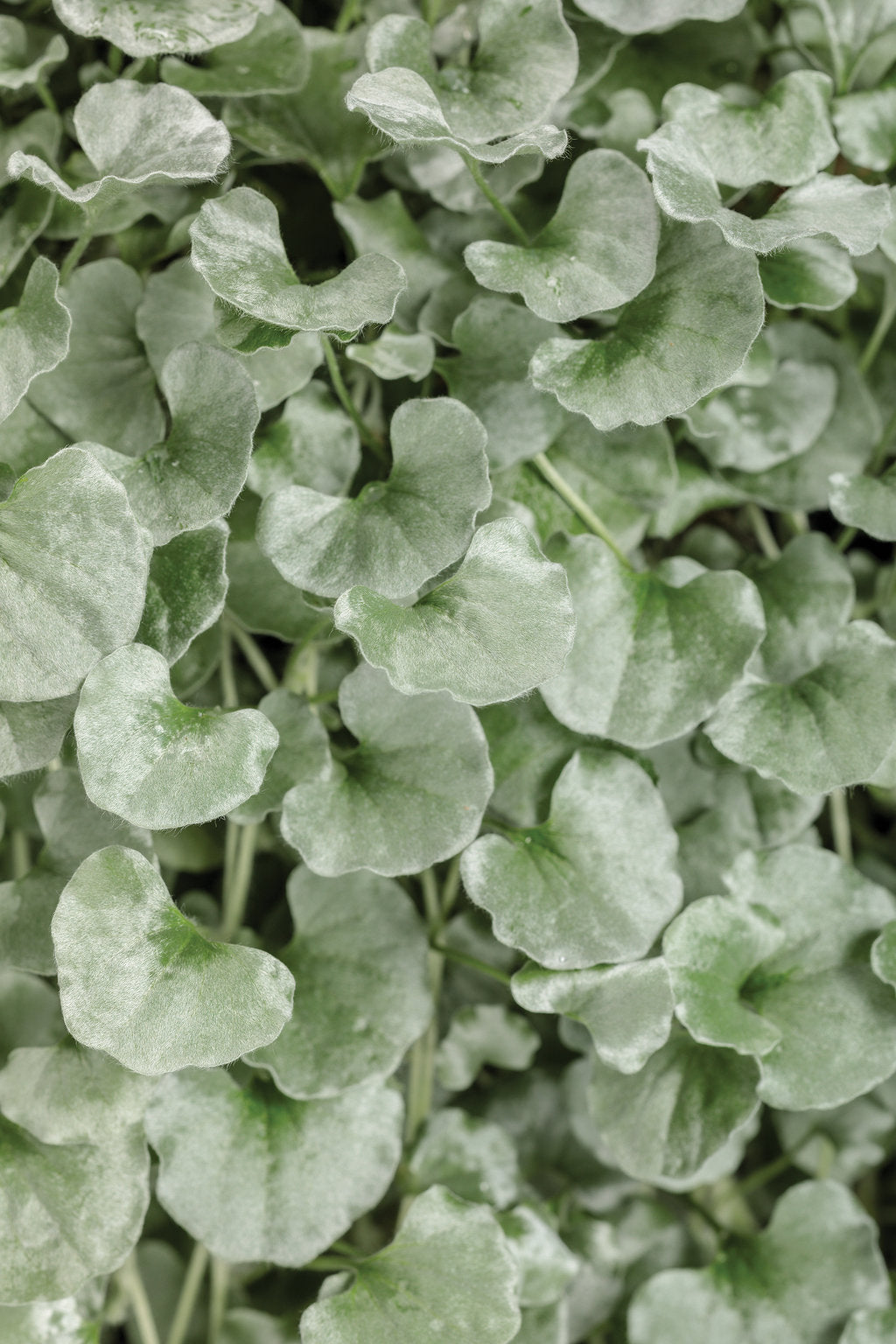 Dichondra