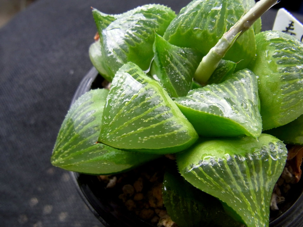 Haworthiopsis &quot;haworthia&quot;