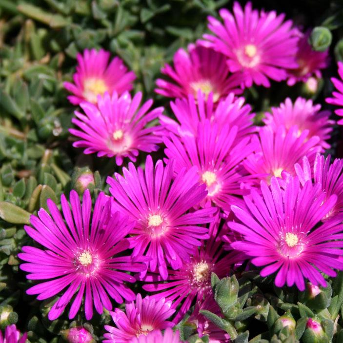 Ice Plant/Delospermum