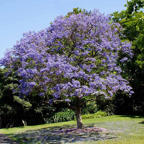 Jacaranda