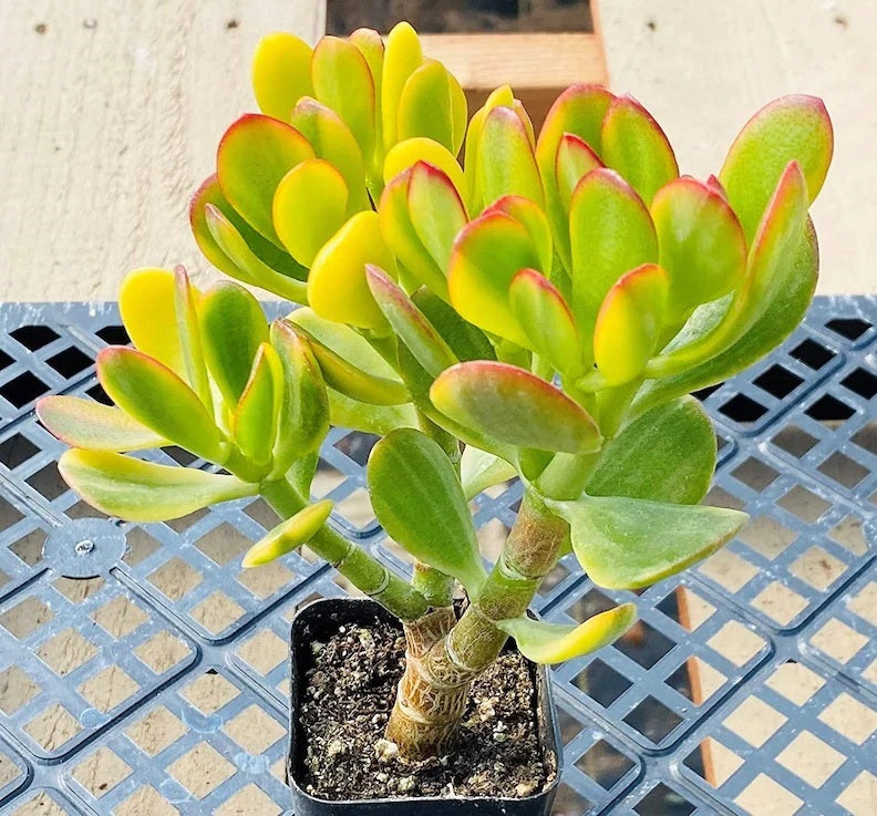 Crassula Ovata &#39;Jade Plant&#39;