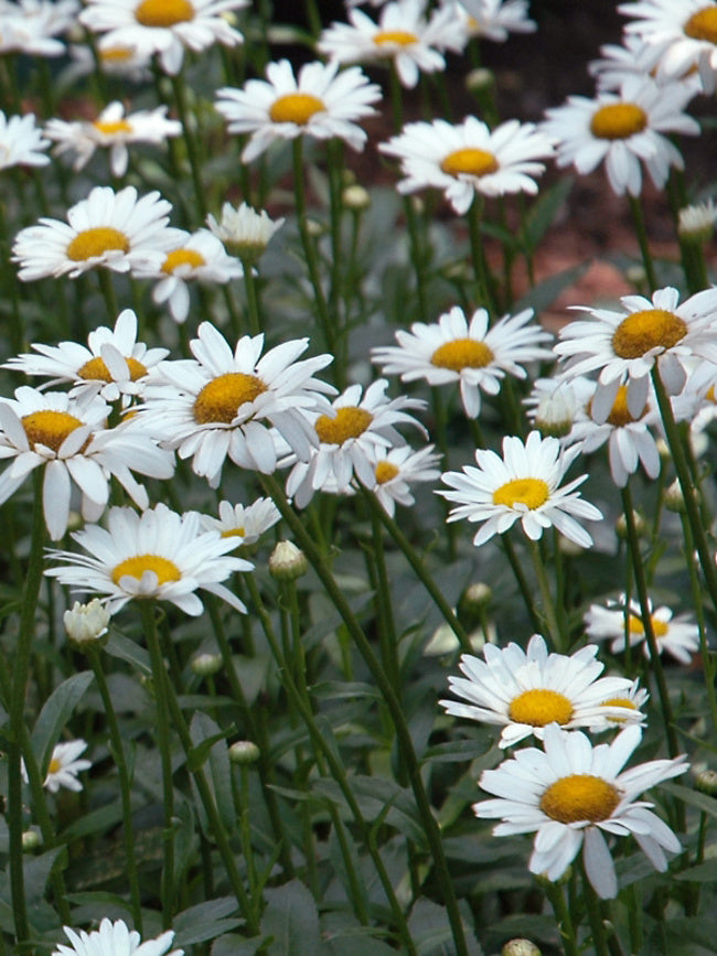 Leucanthemum