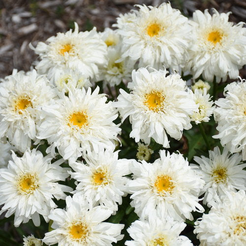 Leucanthemum