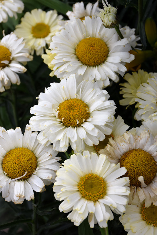 Leucanthemum
