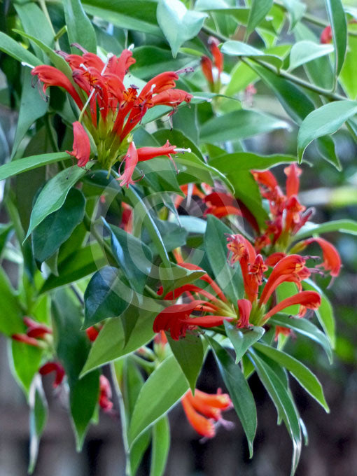 Black Pagoda/Lipstick Plant