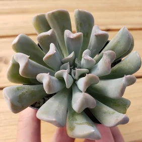 Echeveria