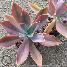 Graptoveria  ‘Fred Ives’